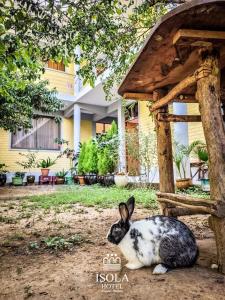 ein schwarzes und weißes Kaninchen, das vor einem Haus sitzt in der Unterkunft Hotel Isola by Aiquile in Aiquile