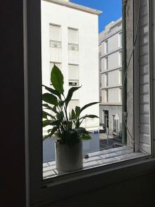 einer Topfpflanze, die auf einem Fensterbrett sitzt in der Unterkunft Studio Marseille centre in Marseille