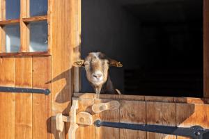 Zvieratá na farme alebo blízkom okolí