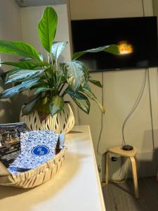 a potted plant sitting on top of a table at A Beira Hostel in Aveiro