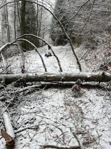 a fallen tree laying on the ground in the snow at Ferienwohnung Vierländereck nahe Winterberg in Elpe