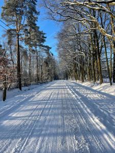 een met sneeuw bedekte weg met bomen aan weerszijden bij Bokrijklodge in Hasselt
