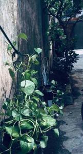 a green plant is leaning against a wall at A rustic earthy home A1 in Mumbai