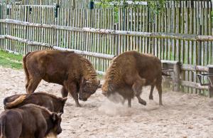 a group of animals standing in the dirt at Maribell Appartement in Jabel