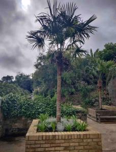 un palmier dans un jardin avec des plantes dans l'établissement Smugglers Lodge at Ventnor Botanic Garden, à Ventnor