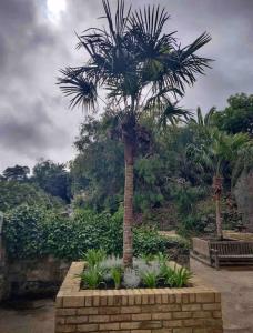 a palm tree in a garden with plants at Smugglers Lodge at Ventnor Botanic Garden in Ventnor