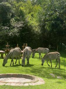a group of zebras grazing on grass in a field at Wilderness Seekers Ltd Trading As Mara River Camp in Aitong