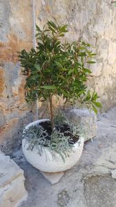 a bonsai tree in a stone pot next to a wall at Apartment Tia Vis in Vis