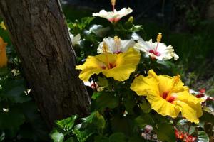 a group of yellow and white flowers next to a tree at RAL 7039 in Numana +44 photos