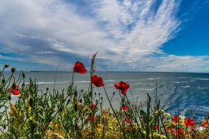 a group of red flowers in front of the ocean at Ferienwohnung 10 Villa Eden in Binz