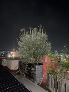 a tree on the roof of a house at night at Mezes fushe Kashar in Tirana