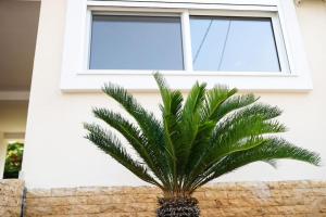 a palm tree in front of a window at Cozy apartment near Airport in Koropi