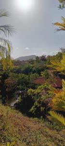 a view of a forest of trees and plants at Casa Blanca 