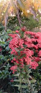 un bouquet de fleurs rouges dans un jardin dans l'établissement Casa Blanca, 