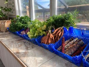 a blue basket full of vegetables on a counter at STF Växhuset Hostel in Bodarne