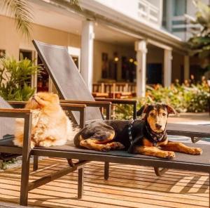 um cão e um gato sentados num banco em Pousada Toca da Praia em Maresias