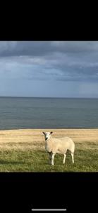 a sheep standing in a field next to the ocean at Craster Coastal Cabins in Craster