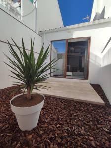 a plant in a pot in front of a house at VUELVE apartamentos in Fuente de Cantos