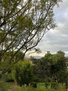 a group of trees and bushes in a field at Suite Puembo Bella Stella in Quito
