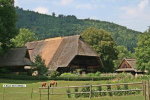 two horses grazing in a field in front of a barn at Haus am Waldrand in Triberg