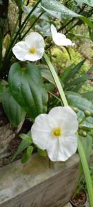 een groep witte bloemen met groene bladeren bij New Toropi Homestay in Gadaladeniya