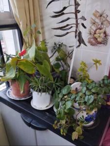 three potted plants are sitting on a shelf at Habitaciones privadas con cama doble en Sevilla in Seville