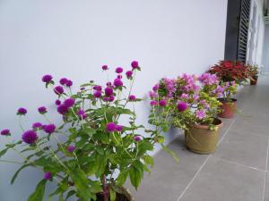 rząd garnków wypełnionych fioletowymi kwiatami w obiekcie Greenery Studio, Kubot a Sentral w mieście Tawau