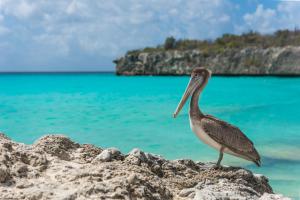 a bird standing on the rocks near the ocean at Prince Studio Apartments in Willemstad