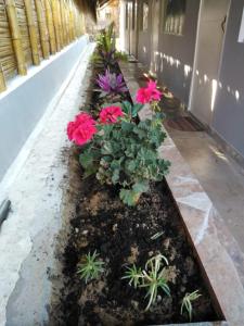 HospedajesPerú في زوريتوس: صف من الزهور والنباتات في الممر