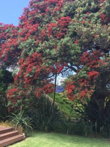 un gran árbol con flores rojas en un jardín en Absolute Waterfront Serenity Near Auckland, en Clarks Beach