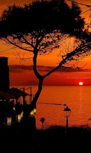 un árbol frente al agua con una puesta de sol en Dreams Tropea Mare "Parking Private", en Tropea