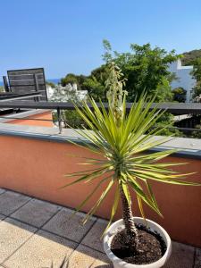 un petit palmier dans un pot sur un balcon dans l'établissement Sunny apartment Sa Boadella big solarium sea view, à Lloret de Mar