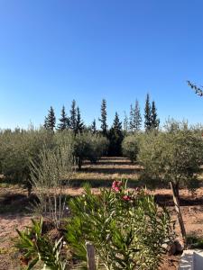 a garden with flowers and trees in the background at Gite & Camping route Ouarzazate in Chouiter