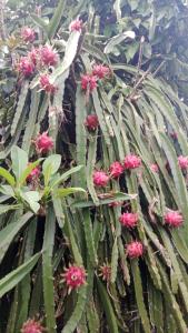 a close up of a cactus with pink flowers at Hause market in Sidemen