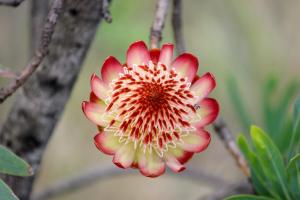 Gallery image of Silver Hill Lodge in Kamberg Valley