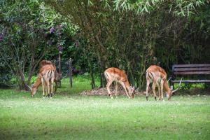 three deer grazing in the grass near a bench at Lukenya Getaway in Athi River
