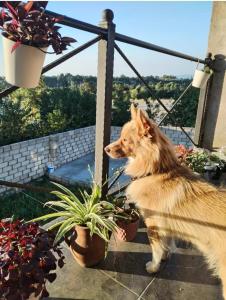 a dog is standing next to a potted plant at CiciHome in Qusar