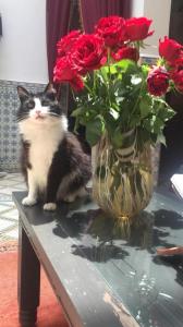 un gato sentado en una mesa junto a un jarrón de rosas en Riad Mouna, en Marrakech