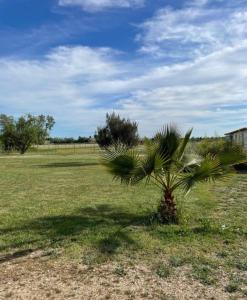 een palmboom in het midden van een veld bij « La Parenthèse » gîte en Camargue in Arles