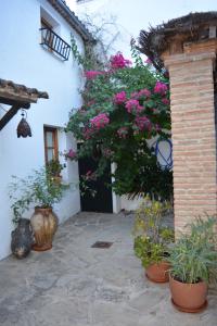 a courtyard with potted plants and flowers on a building at La Carrihuela Amarilla in Algodonales