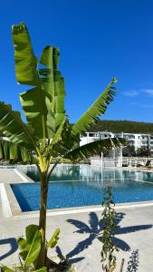 a large green plant next to a swimming pool at Tea Residence, Gjiri i Lalzit Villa in Durrës