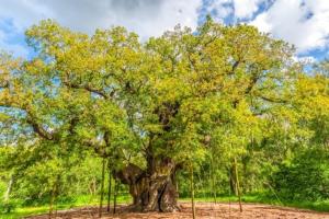 a large tree in the middle of a field at Apartment 13, Plants Yard in Worksop