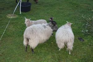 un grupo de ovejas de pie en un campo en Landhaus Damerow 1, en Federow