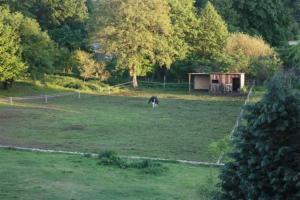 una vaca pastando en un campo con un cobertizo en Landhaus Damerow 2, en Federow