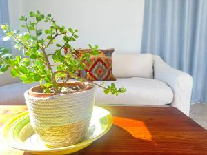 a potted plant on a table in a living room at Brunia Bay Apartment in Hermanus