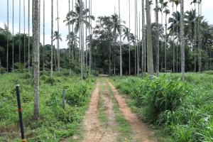 un camino de tierra en un bosque con palmeras en Bellfields Homestay, en Meenangadi