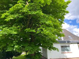a large green tree next to a white house at Meerzeit in Schülp