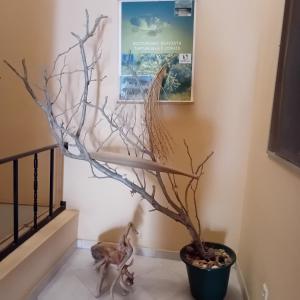 薩爾雷的住宿－Residencial Rosa Criola，楼梯旁的花瓶中的一棵树