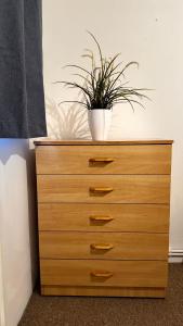 a dresser with a potted plant on top of it at Double room in Tooting Bec in London