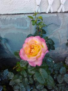eine rosa und gelbe Rose vor einer Wand in der Unterkunft L'Erbetta fra le Cinque Terre e la Val di Vara in Riccò del Golfo di Spezia